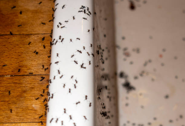 Best Residential Pest Control  in Exeter, PA
